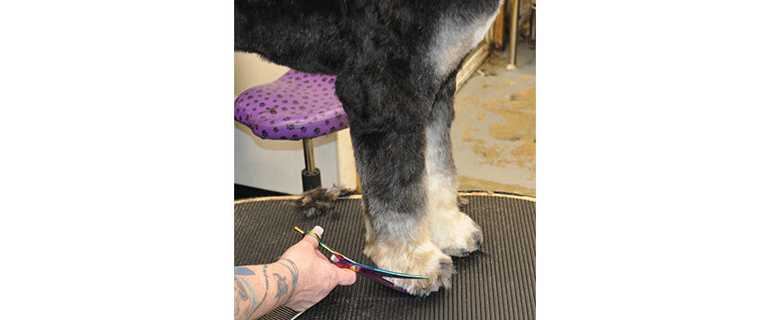 Grooming the Bernadoodle
